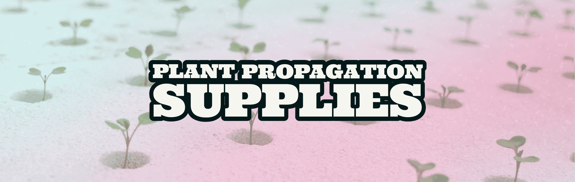 Plant Propagation Plant Propagation