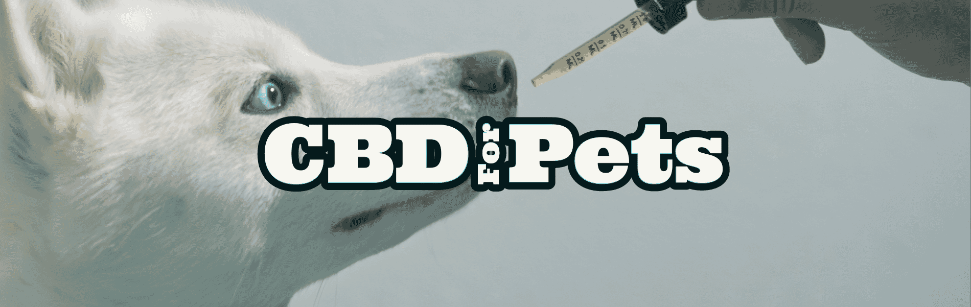 CBD Pet Products CBD Pet Products