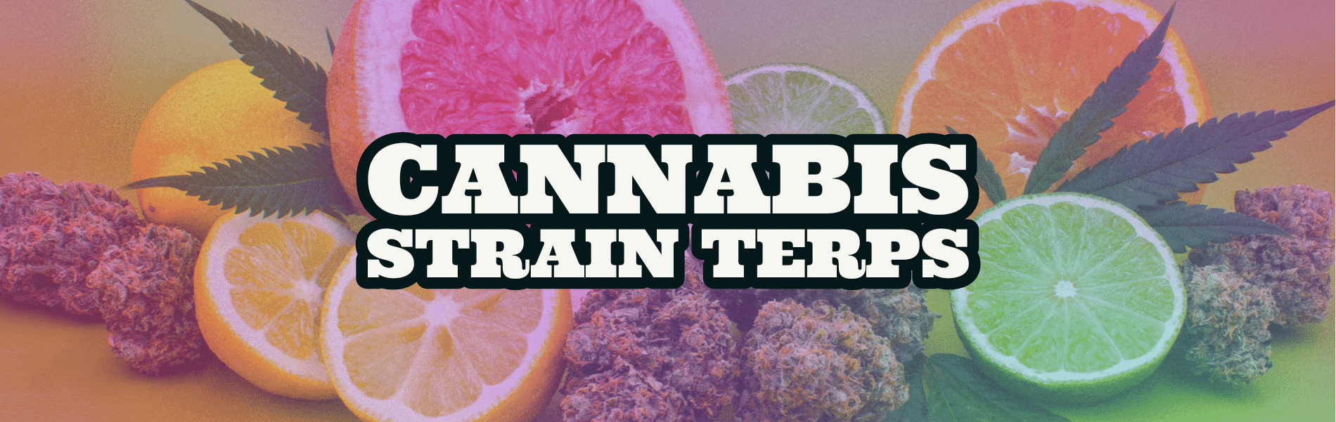 Strain Terpenes Strain Terpenes