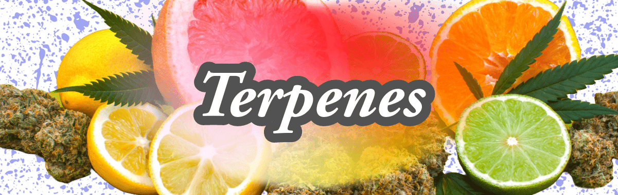 Terpenes Terpenes