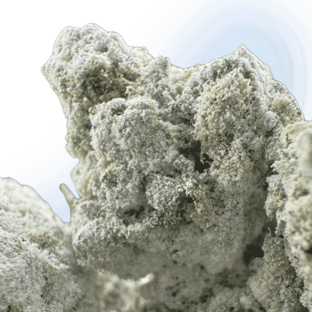 Mad Scientist Premium Sno Caps - Gary Payton | Hybrid 74.1%