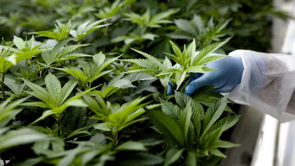 The 10 Most Popular Terpenes Every Herb-Lover Should Consider