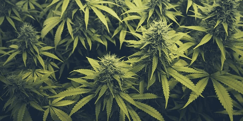 The Best Indoor Home Growing Setups For Cannabis