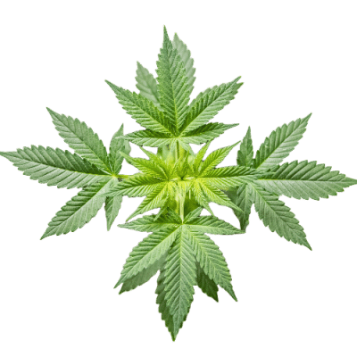 The Amazing World Of Cannabis Cannabinoids