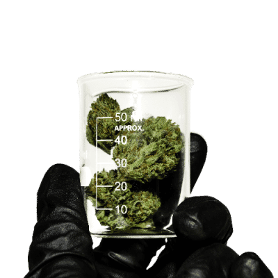 What Are Cannabis VSCs?