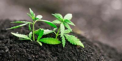 A Simple Guide To Germinating Cannabis Seeds