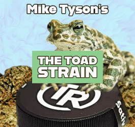 The Toad Strain