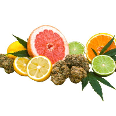 What Are Terpene Blends?