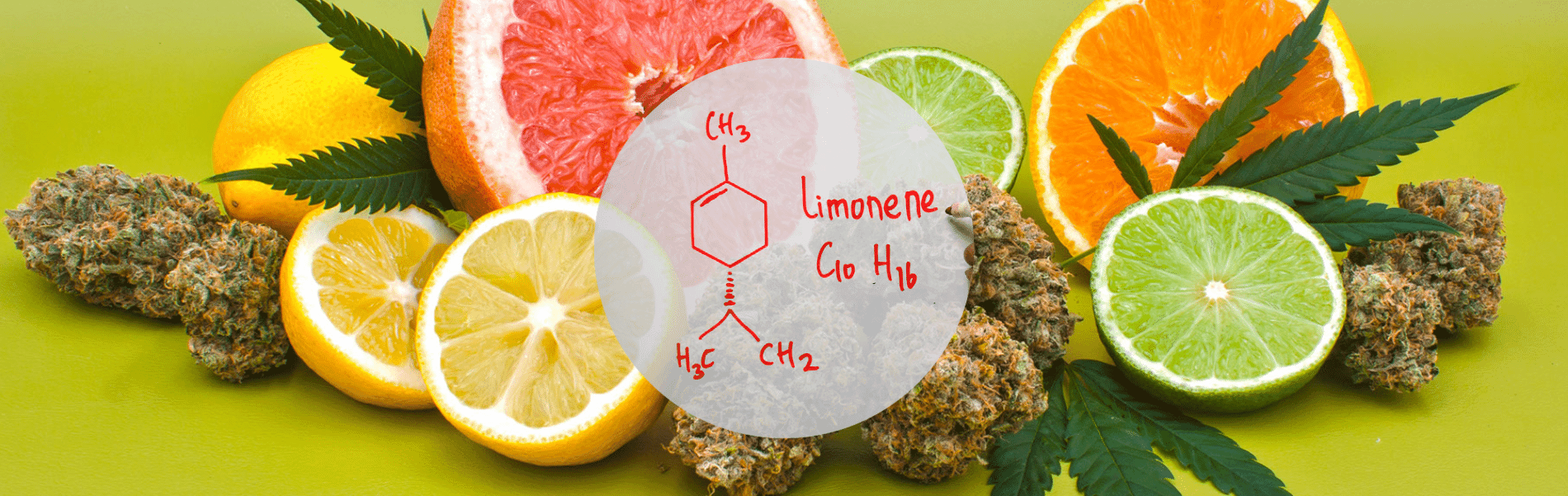 Learn More About Cannabis Terpene Blends