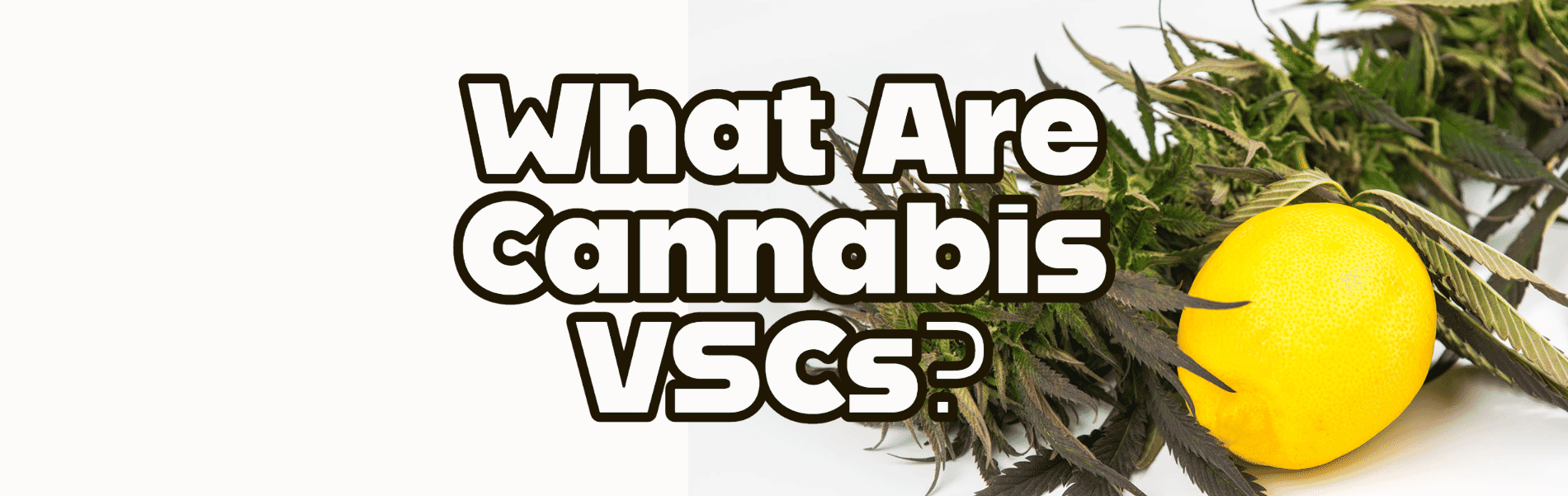 What Are Cannabis VSCs | upperlimitsinc.com Blog